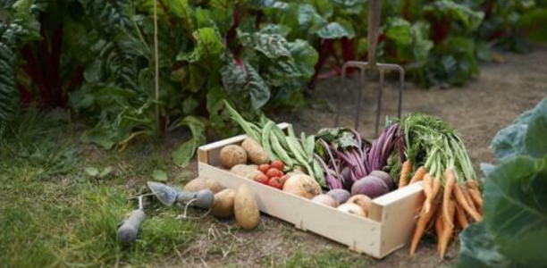 Global Hunger Patterns and the Mechanics of Food Security