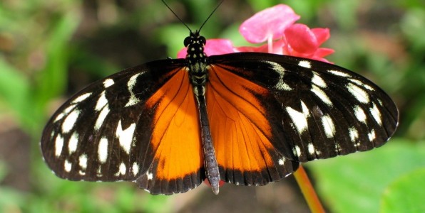 The Earth Has Limits As Does Human Ingenuity